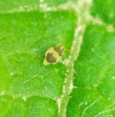 Deuterosminthurus bicinctus