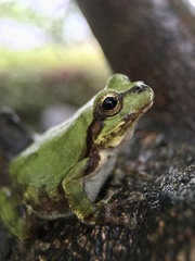 Hyla japonica