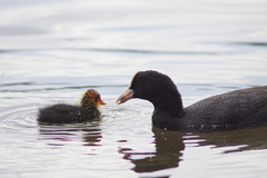 Fulica atra