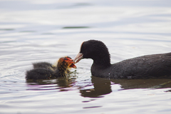 Fulica atra