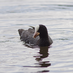 Fulica atra