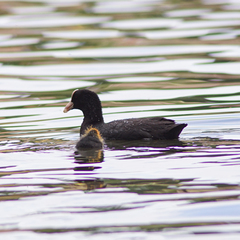 Fulica atra