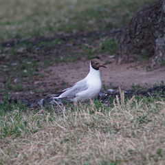 Chroicocephalus ridibundus