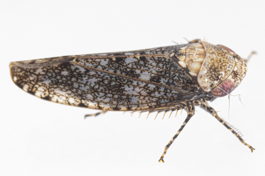 Paraphlepsius collitus