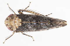 Paraphlepsius collitus