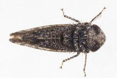 Paraphlepsius collitus