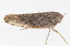 Paraphlepsius irroratus