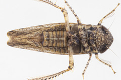 Paraphlepsius irroratus