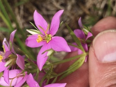 Sabatia brachiata