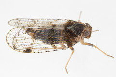 Cixius nervosus