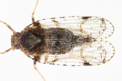 Cixius nervosus