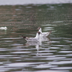 Chroicocephalus ridibundus