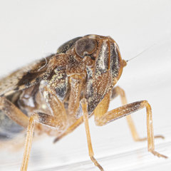 Cixius nervosus