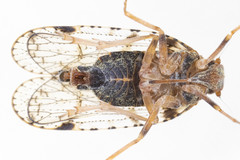 Cixius nervosus