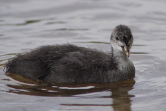 Fulica atra