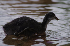 Fulica atra