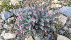 Echium albicans
