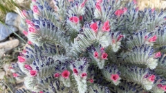 Echium albicans