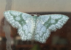 Chloropteryx opalaria