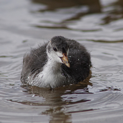 Fulica atra