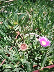 Carpobrotus chilensis