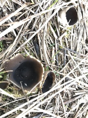 Dissingia leucomelaena