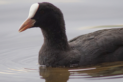 Fulica atra