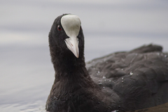 Fulica atra