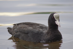 Fulica atra