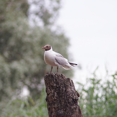Chroicocephalus ridibundus