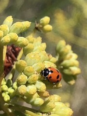 Hippodamia variegata