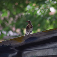 Turdus pilaris