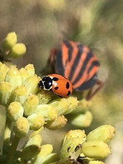 Hippodamia variegata