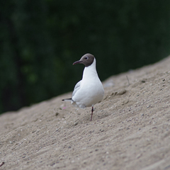 Chroicocephalus ridibundus