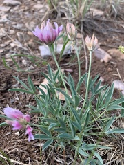 Trifolium dasyphyllum