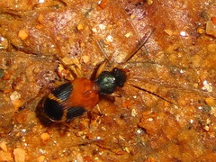 Callistomimus modestus