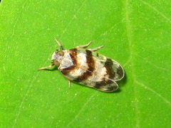 Reptalus quadricinctus