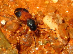 Callistomimus modestus