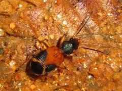 Callistomimus modestus