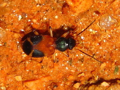 Callistomimus modestus