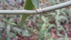 Flagellaria