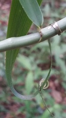 Flagellaria