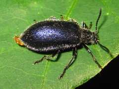 Cerogria janthinipennis