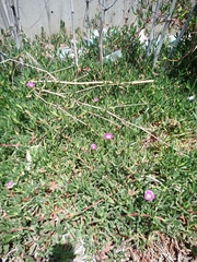 Carpobrotus chilensis