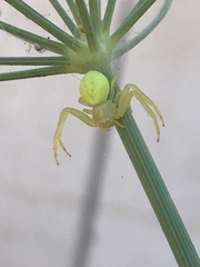 Misumena spinifera