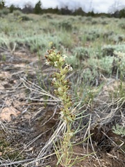 Ipomopsis spicata spicata