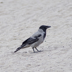 Corvus cornix