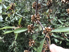 Sideroxylon reclinatum