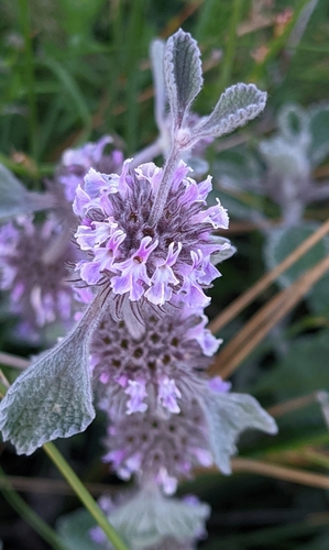 Marrubium supinum · iNaturalist
