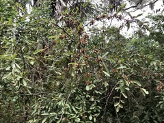 Sideroxylon reclinatum